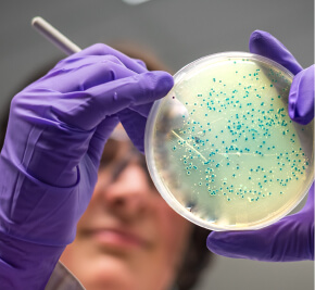 sample testing on a petri dish